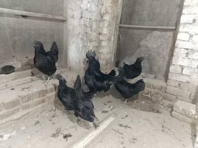 Ayam Cemani Hens And Chicks And Eggs For Sale