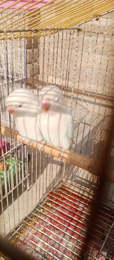 Albino Red eyes pair Jumbo size