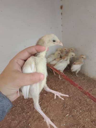 High Quality Heera Chicks