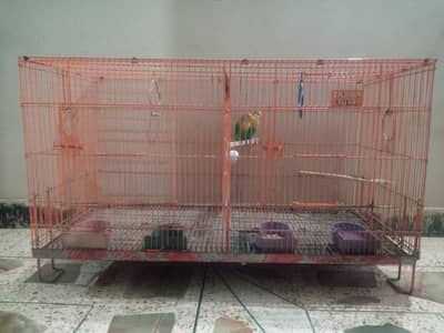 Parblue Female bird.