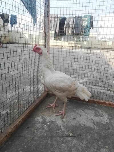 Aseel heera female for sale. egg start