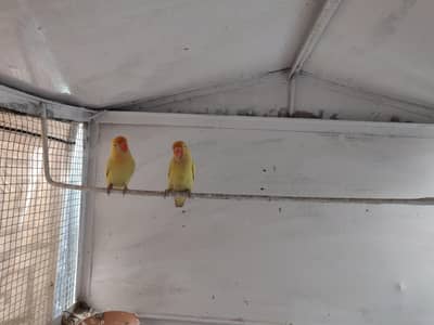 Lovebirds for sale
