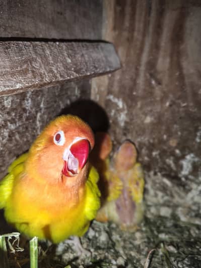 3 breeder pair cremeno, parblue opline,blue opline with chiks