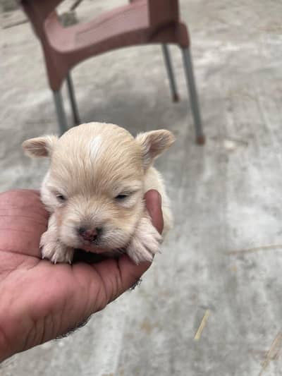 Pomeranian pup pair available