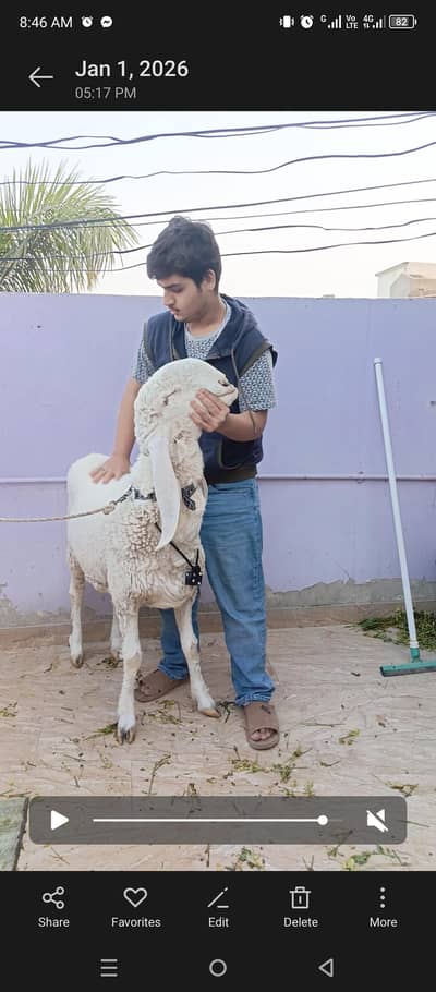 Pure Larkana dumba ek number nasal available for sale