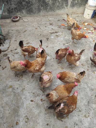 19 Golden Misri Egg laying hens