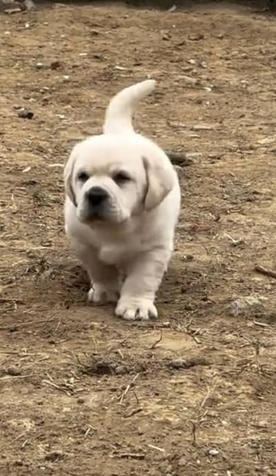 Labrador puppies 03425137217