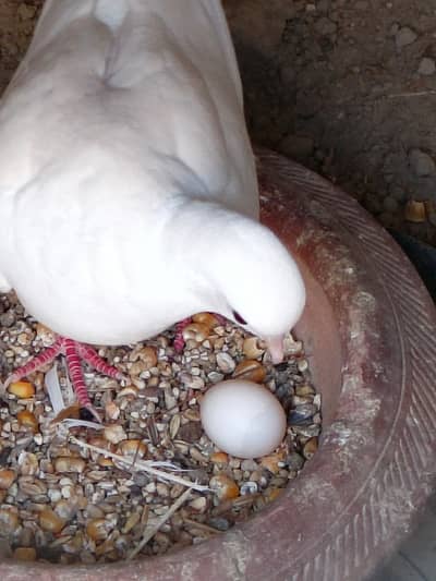 Doves Breeder Pair\0328-7950-793