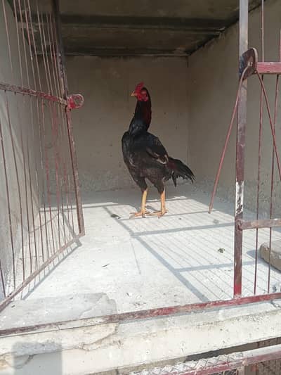 Aseel patha Full mazbot