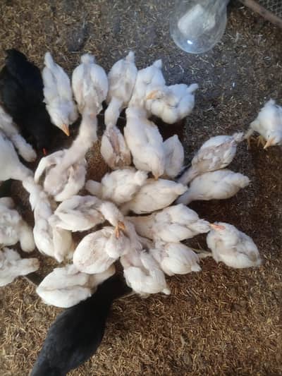 bantam Chiks for sale