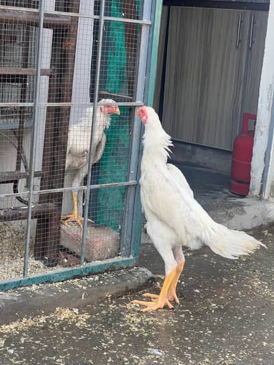 white shamo for sale bohat hi achi quantity k pathy hain