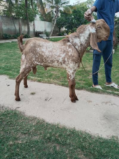 Makhi Cheeni | Makhi cheena