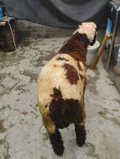 kheera bacha han dubal hadi bana wali chez han