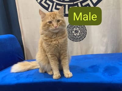 cats pair for sale  at reasonable price . .