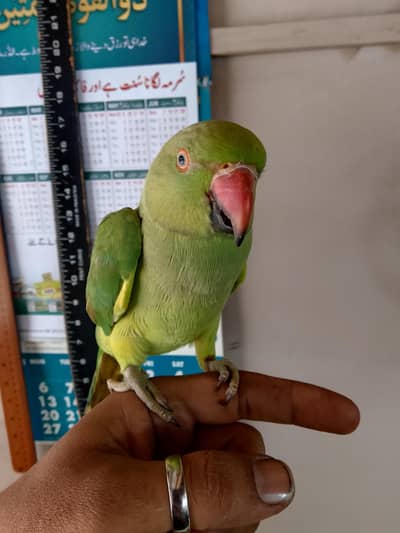 Gree parrot female