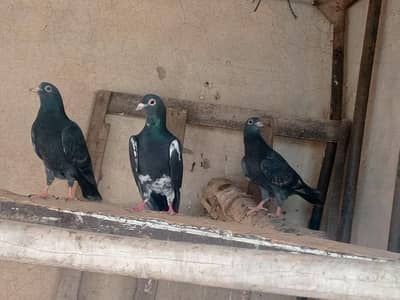 1 female with 2  chicks