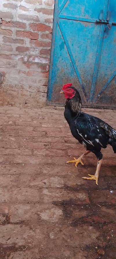 aseel mianwali bird 4sal