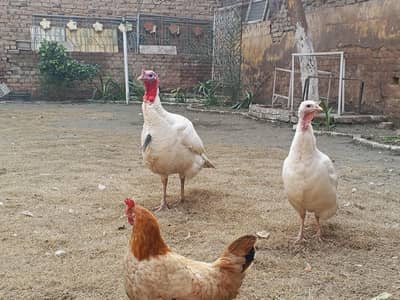 Turkey bird pair white