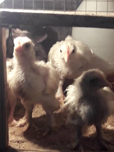 aseel and fancy chicks