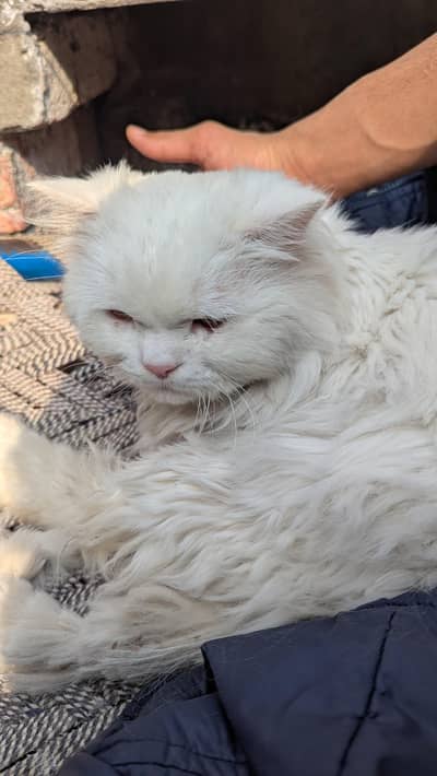 Persian cat
