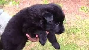 Black German shepherd male long coat puppy