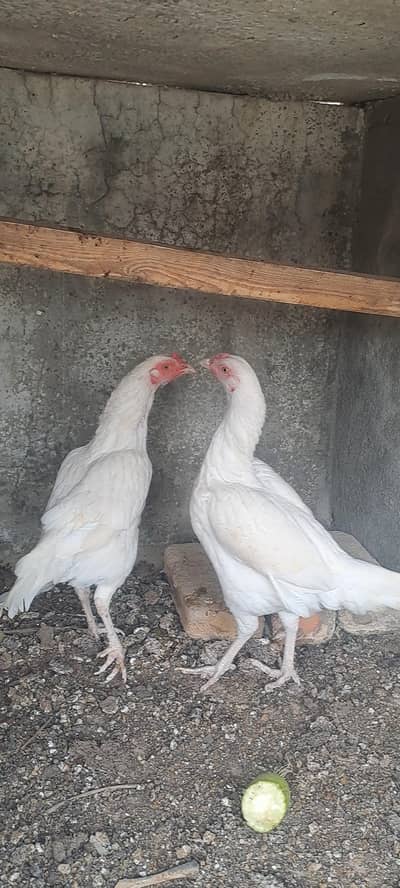 white aseel hens