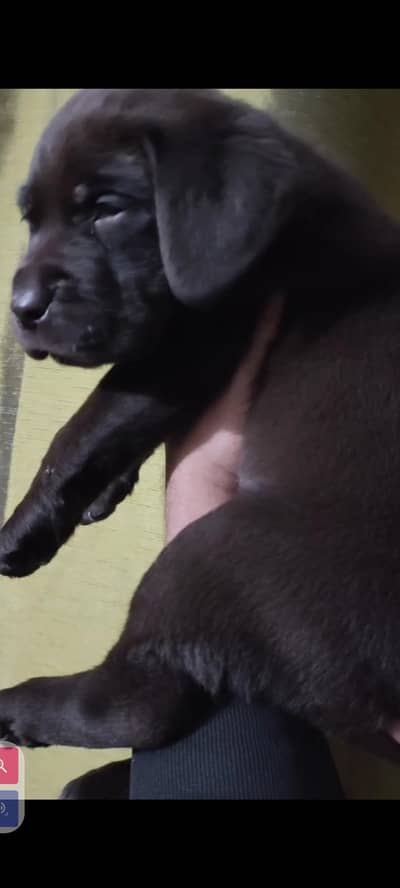 chocolate Labrador pedigree puppy