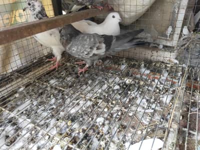 pigeon for sale
