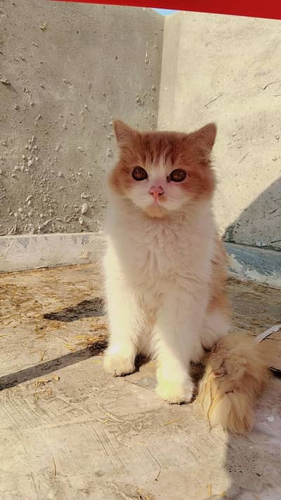 Persian Brown cat