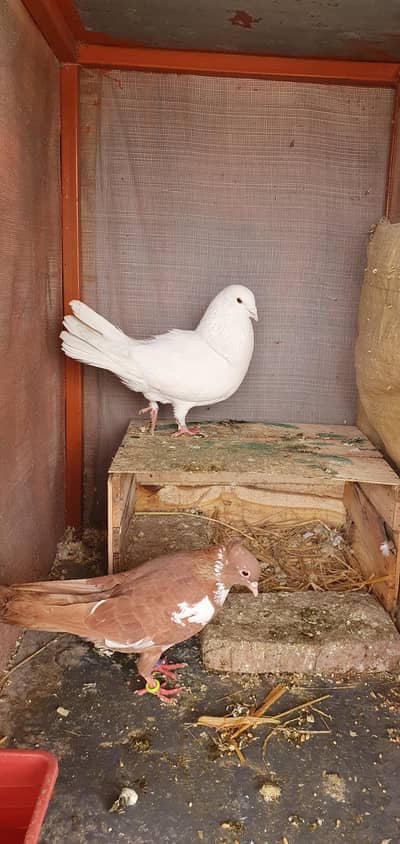 Fancy breedor pair for sale