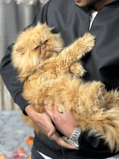 Extreme punch male available for sale ||Urgent sale