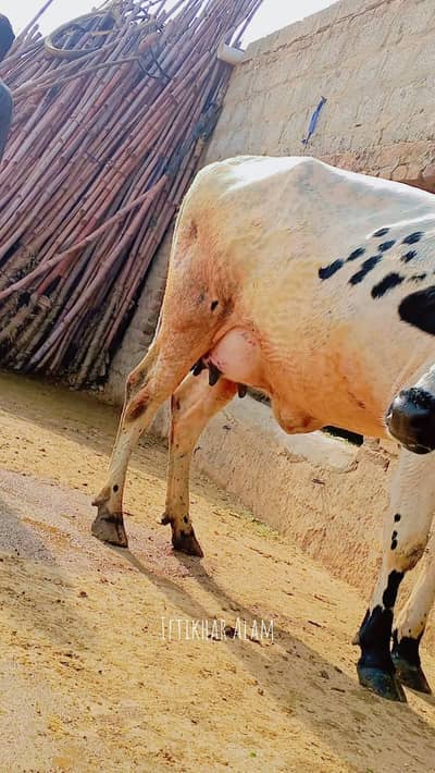 First Timer Cow for sale