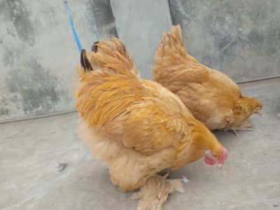 Bantam Trio And Golden buff Pair for Sale