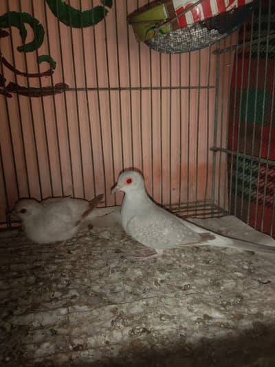 dove for sale breeder pair