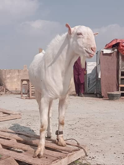 Gulabi Teddy Breeder