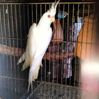 Eno cocktail breeder females available. 03284381936