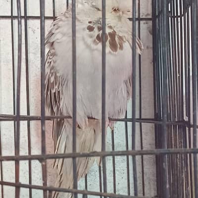 Exibition pair king size