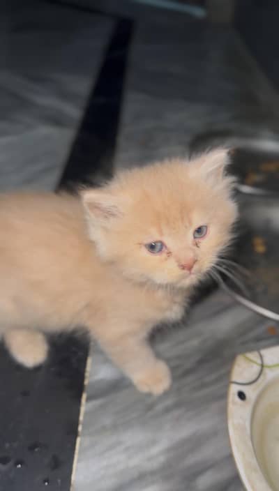 Pure Persian Triple Coated Kitten 2 Months Old Vaccinated