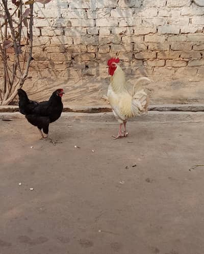 Desi murgha murghi for sale