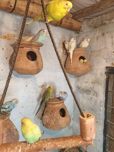 Budgies colony for sale