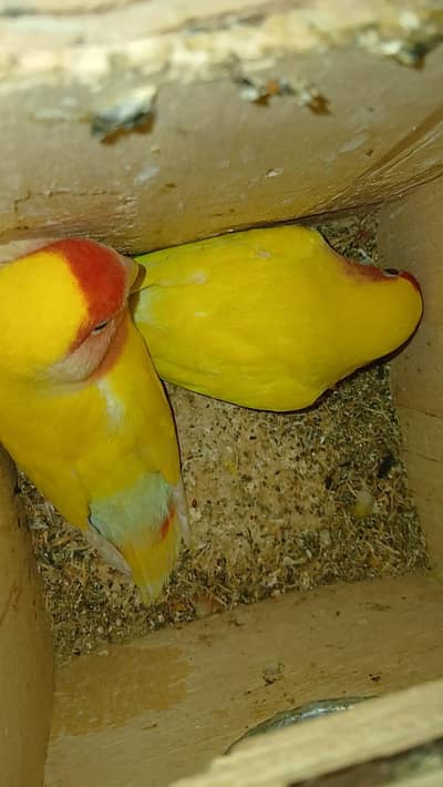 Lotino and Albino Breader pairs