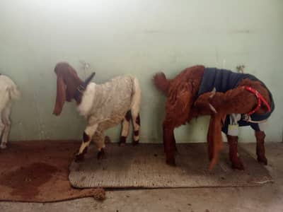 BAKRA BAKRI HEALTY & ACTIVE SUB KHATY HAIN SHOK WALI CHZ HAI