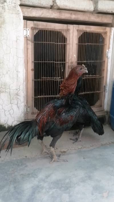 BLACK DRAGON CHICKS AND BREEDER FOR SALE