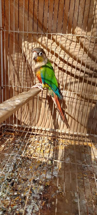 Conure Male yellow sided and green cheek