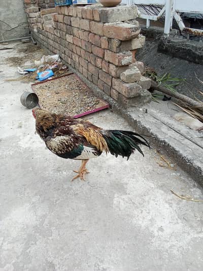 aseel murga achi quality ma ha whatapp onlyyyyy 03#11#508#78#12