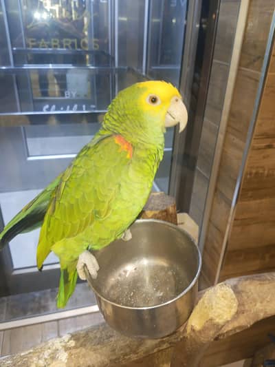 Double Yellow Headed Amazon . DYH.