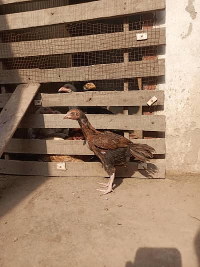 Aseel female Healthy and active  Age Almost 2.5 months