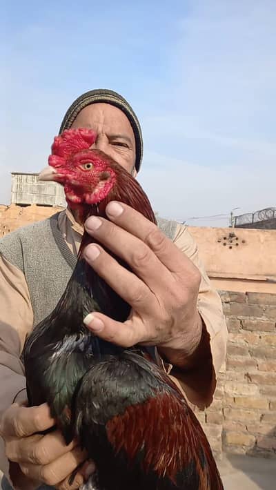 aseel Heera aseel full active bird