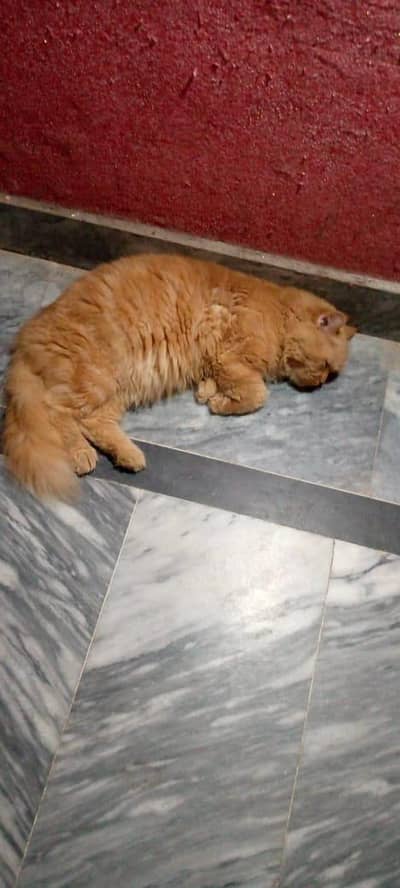 Persian double coat cat for sale