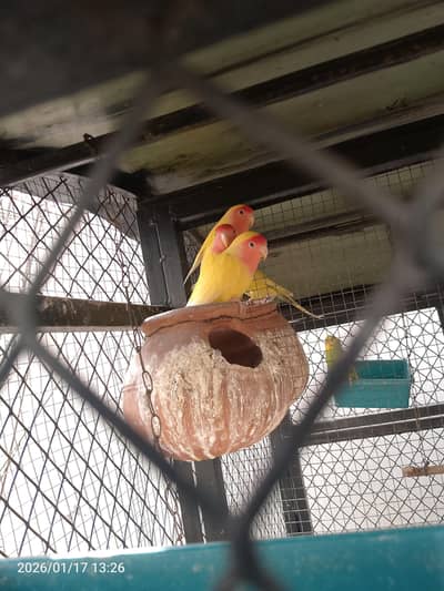 Lutino red eye love bird